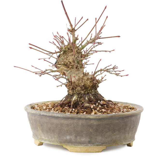 Acer palmatum, 16 cm, ± 25 ans