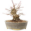 Acer palmatum, 16 cm, ± 25 ans