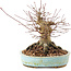Acer palmatum, 14,5 cm, ± 25 jaar oud