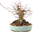 Acer palmatum, 14,5 cm, ± 25 years old