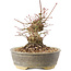 Acer palmatum, 16 cm, ± 25 Jahre alt