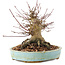 Acer palmatum, 14,5 cm, ± 25 años