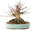 Acer palmatum, 14,5 cm, ± 25 anni