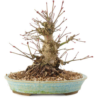 Acer palmatum, 16 cm, ± 25 jaar oud