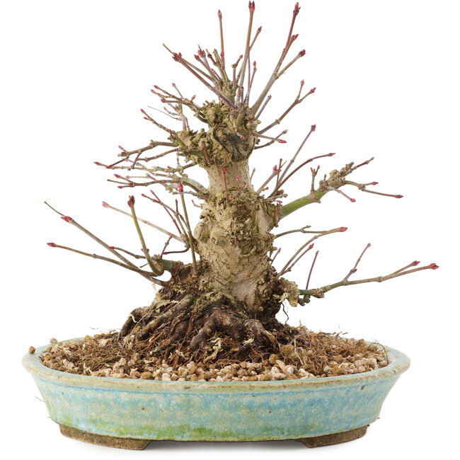 Acer palmatum, 16 cm, ± 25 Jahre alt