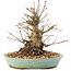 Acer palmatum, 16 cm, ± 25 años