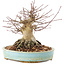 Acer palmatum, 14,5 cm, ± 25 ans