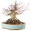 Acer palmatum, 14,5 cm, ± 25 jaar oud