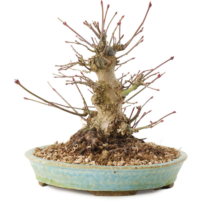 Acer palmatum, 16 cm, ± 25 ans