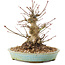 Acer palmatum, 16 cm, ± 25 ans