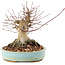 Acer palmatum, 14,5 cm, ± 25 años