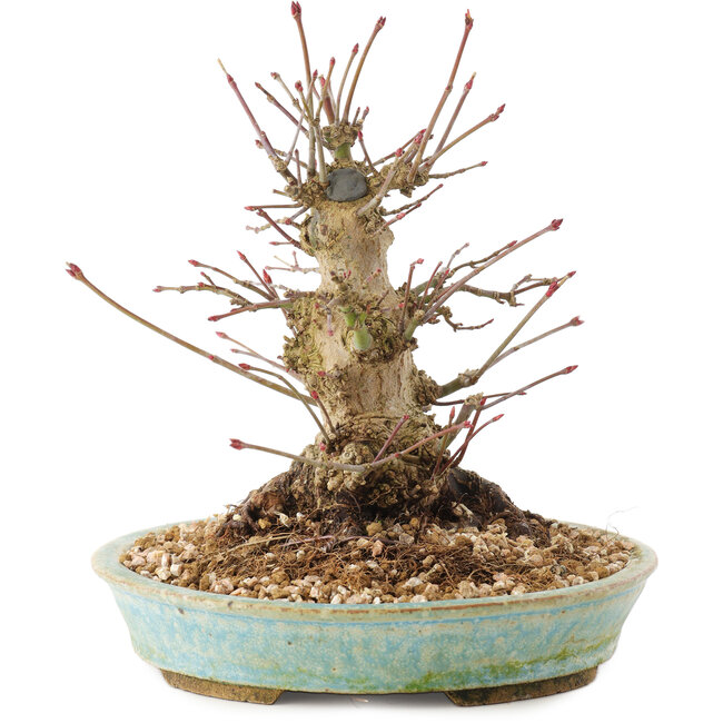 Acer palmatum, 16 cm, ± 25 jaar oud