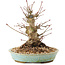 Acer palmatum, 16 cm, ± 25 anni