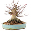 Acer palmatum, 14,5 cm, ± 25 anni