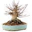 Acer palmatum, 14,5 cm, ± 25 años