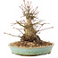 Acer palmatum, 16 cm, ± 25 anni