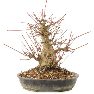 Acer palmatum, 18,5 cm, ± 25 años