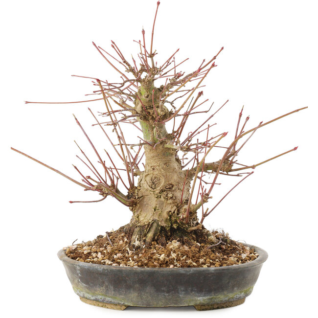 Acer palmatum, 18,5 cm, ± 25 years old