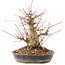 Acer palmatum, 18,5 cm, ± 25 anni