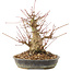 Acer palmatum, 18,5 cm, ± 25 jaar oud