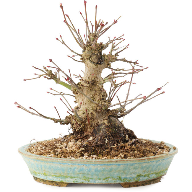 Acer palmatum, 16 cm, ± 25 years old