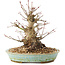 Acer palmatum, 16 cm, ± 25 ans