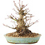 Acer palmatum, 16 cm, ± 25 Jahre alt