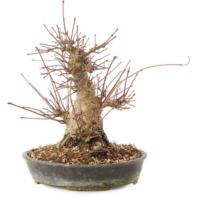 Acer palmatum, 18,5 cm, ± 25 Jahre alt