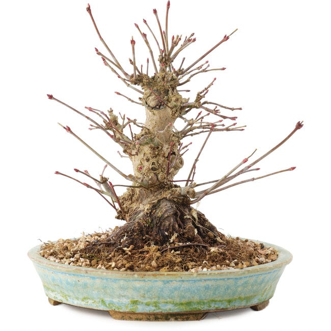 Acer palmatum, 16 cm, ± 25 anni