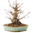 Acer palmatum, 16 cm, ± 25 jaar oud