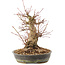 Acer palmatum, 18,5 cm, ± 25 anni