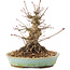 Acer palmatum, 16 cm, ± 25 anni