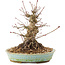 Acer palmatum, 16 cm, ± 25 years old