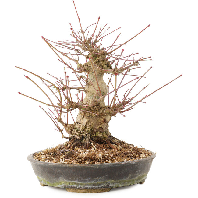 Acer palmatum, 18,5 cm, ± 25 years old
