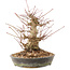 Acer palmatum, 18,5 cm, ± 25 anni