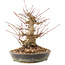 Acer palmatum, 18,5 cm, ± 25 Jahre alt