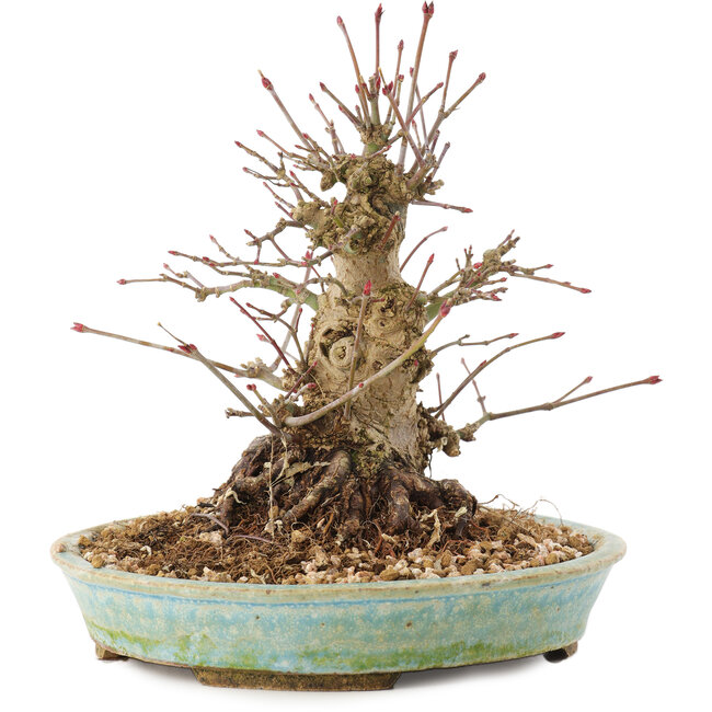 Acer palmatum, 16 cm, ± 25 Jahre alt
