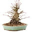 Acer palmatum, 16 cm, ± 25 ans