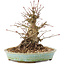 Acer palmatum, 16 cm, ± 25 years old