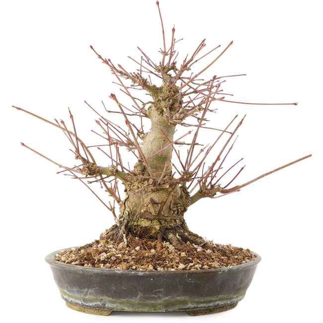 Acer palmatum, 18,5 cm, ± 25 ans