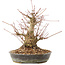 Acer palmatum, 18,5 cm, ± 25 años