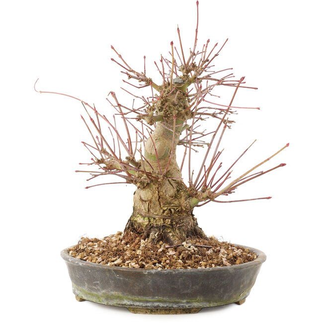 Acer palmatum, 18,5 cm, ± 25 anni