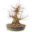 Acer palmatum, 18,5 cm, ± 25 ans