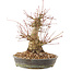 Acer palmatum, 18,5 cm, ± 25 jaar oud