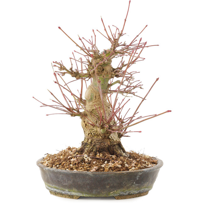 Acer palmatum, 18,5 cm, ± 25 anni