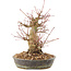 Acer palmatum, 18,5 cm, ± 25 anni