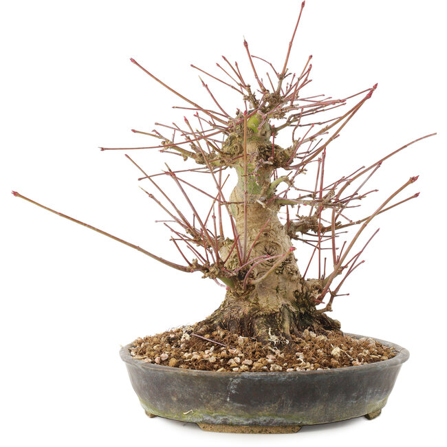 Acer palmatum, 18,5 cm, ± 25 Jahre alt
