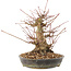 Acer palmatum, 18,5 cm, ± 25 anni