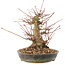 Acer palmatum, 18,5 cm, ± 25 years old
