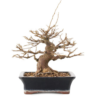 Koyou Styrax japonicus, 17 cm, ± 20 jaar oud